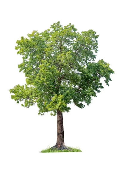 Einzelner Baum Isoliert Auf Weißem Hintergrund — Stockfoto