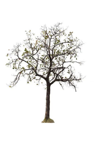 Isolated Tree Leafless White Background — Stock Photo, Image