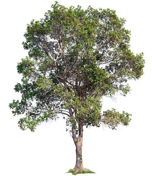 Árvore Única Isolada Sobre Fundo Branco — Fotografia de Stock