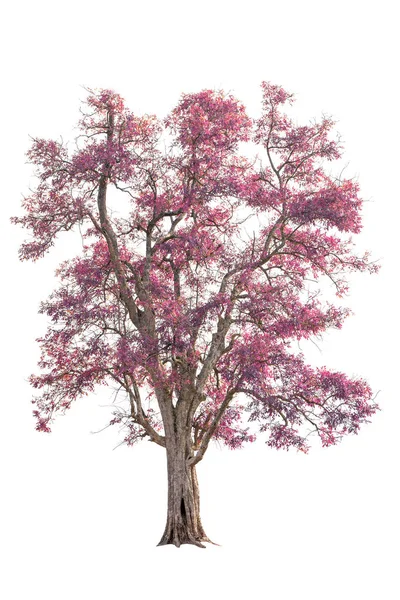 ピンクの葉と分離の大きな木 — ストック写真