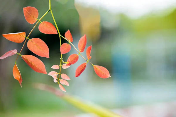 orange or red leaves background and wallpaper, leaves and branch  left side of picture