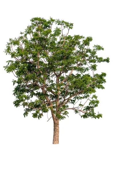 Albero Isolato Sfondo Bianco — Foto Stock