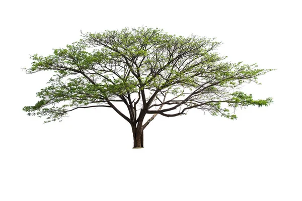 Isolierter Großer Baum Auf Weißem Hintergrund — Stockfoto