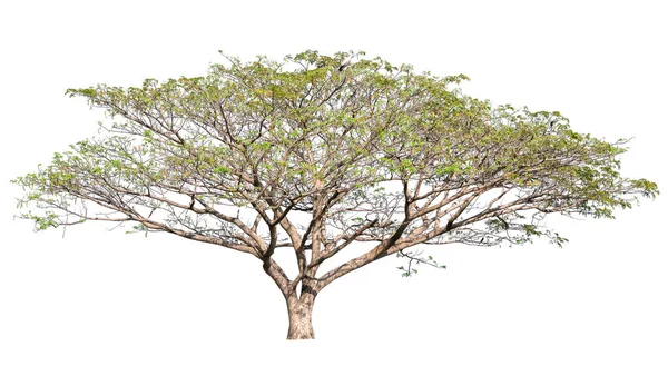 Isolerat Stort Träd Vit Bakgrund — Stockfoto