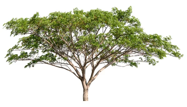 Odizolowane Duże Drzewo Białym Tle — Zdjęcie stockowe