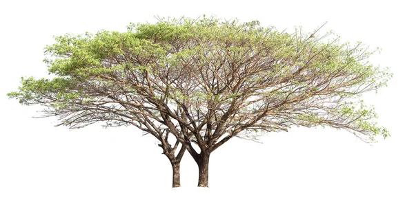 Árbol Grande Aislado Sobre Fondo Blanco — Foto de Stock