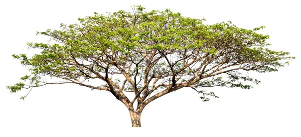 Isolerade Stora Träd Vit Bakgrund Hög Kvalitet Enda Träd För — Stockfoto