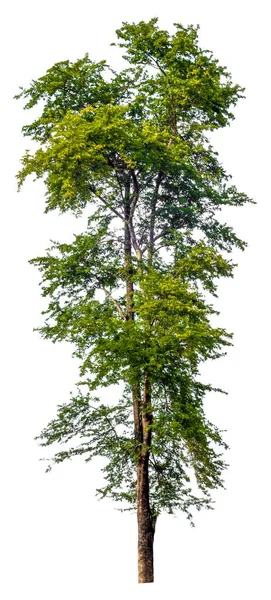 Web デザイン 印刷用高品質単一ツリー ホワイト バック グラウンド分離の大きな木 — ストック写真