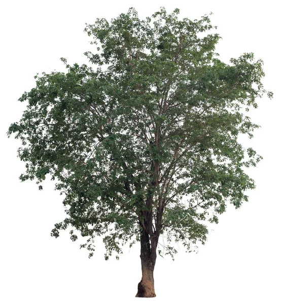 Folha Folhas Brach Árvore Isolado Branco Fundo Carvalho Cinza Solteiro — Fotografia de Stock