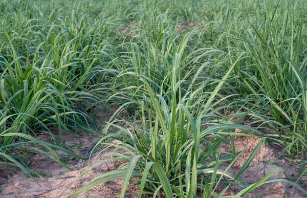 small sugar cane farm, green sugar farm field, small plant