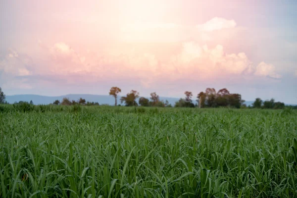 Pequeño Campo Cultivo Azúcar Con Fondo Montaña Campo Azúcar Verde —  Fotos de Stock