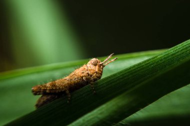 siyah arka plan üzerine kahverengi çekirge 