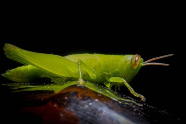 yeşil çekirge çim kamışı yeşil bulanık arka plan üzerinde üzerinde makro fotoğrafçılık kapatmak kadar çekirge  