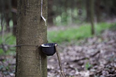Kauçuk plantation, kauçuk ağacı ve kauçuk düşmeye devam ediyor 