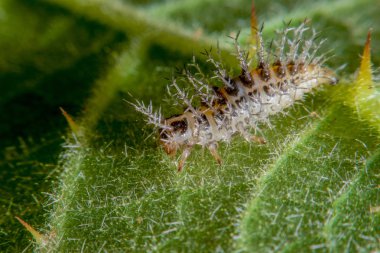 yaprak yeşil solucan kıl 