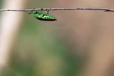 Ağaç dalı ile duvar kağıdı için yer üzerinde yakalamak mücevher böceği 