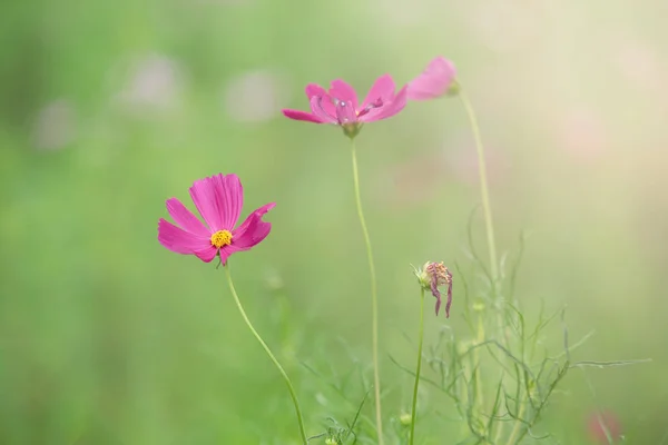 Bunga Kosmos Merah Muda Dengan Latar Belakang Hijau — Stok Foto