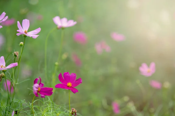 Pink Cosmos Flower Green Background — Stock Photo, Image