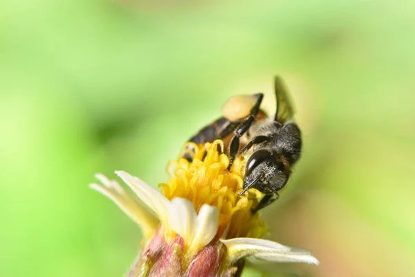 Honigbiene Sammelt Auf Blume — Stockfoto