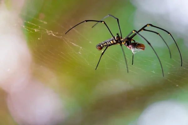 Gran Araña Comiendo Araña Negra Atrapar Víctima Comer — Foto de Stock