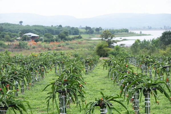 dragon fruit field, green farm of dragon fruit with