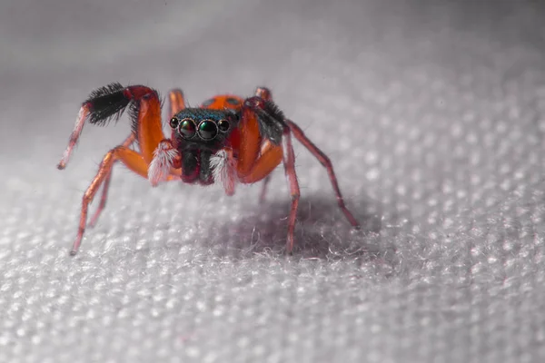 Laranja Saltando Aranha Tecido Nylon — Fotografia de Stock