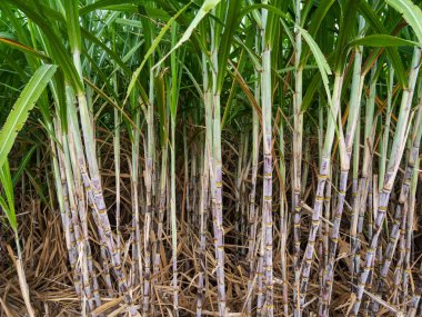 şeker kamışı ve yeşil yaprak ile şeker grubunun parçası