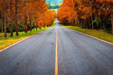 yol geçiş sonbahar orman