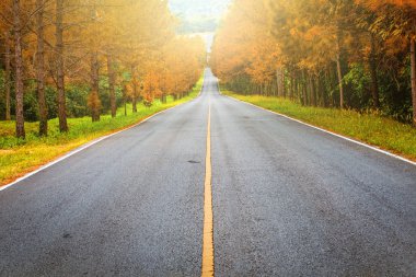 yol geçiş sonbahar orman