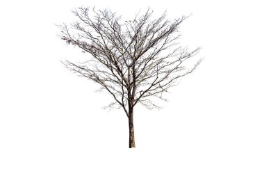 izole ağacı yaprak olmadan 