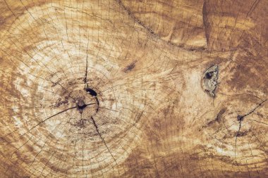 ahşap arka plan ve doku, yıllık halka ahşap