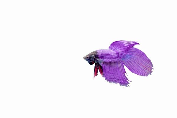 Isolated Fighting Purple Fish — Stock Photo, Image