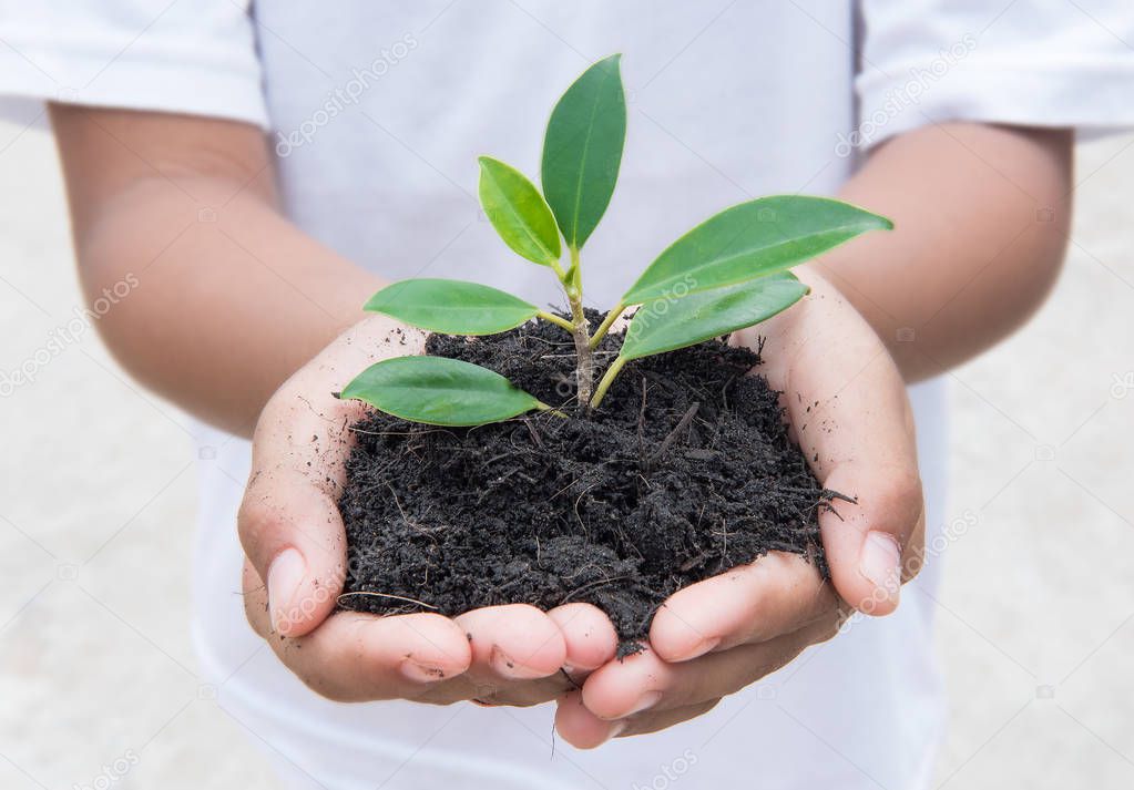 hand holding small plant and soil