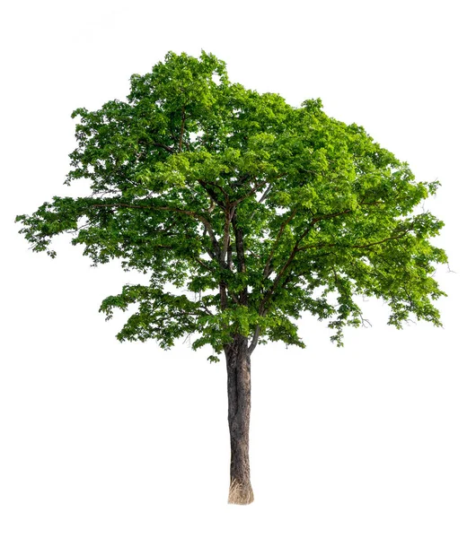 Isoliert schöner grüner Baum — Stockfoto