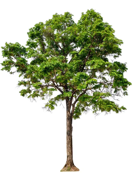 Elszigetelt, gyönyörű zöld fa — Stock Fotó