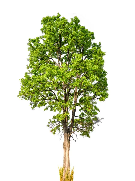 격리 된 아름 다운 녹색 나무 — 스톡 사진