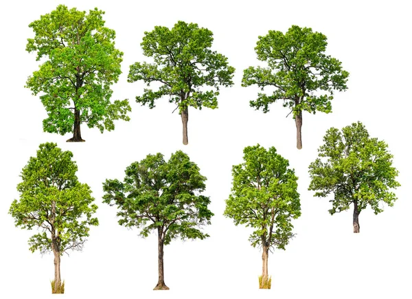 Ollection alta qualidade grande árvore verde — Fotografia de Stock