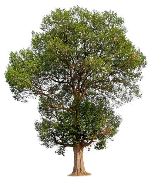 Isoliert schöner grüner Baum — Stockfoto