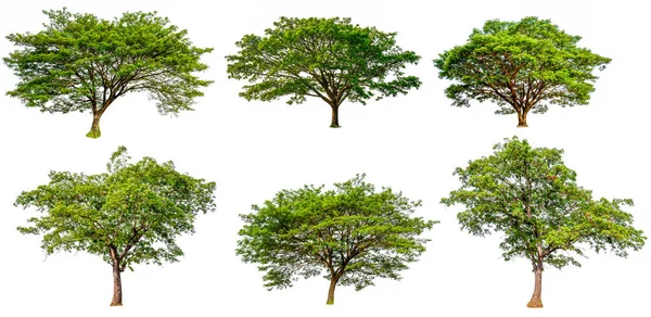 Kolekcja hight jakości duży zielony drzewo — Zdjęcie stockowe