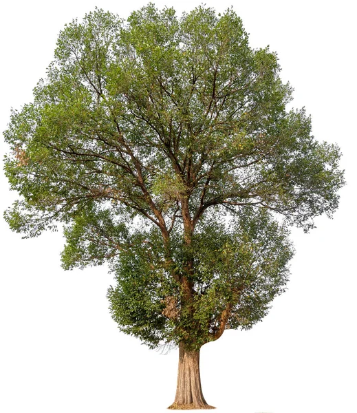 Isolado bela árvore verde — Fotografia de Stock