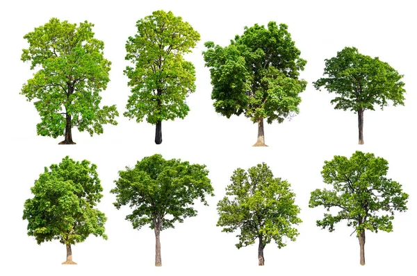 Kolekcja hight jakości duży zielony drzewo — Zdjęcie stockowe