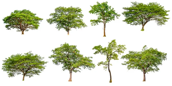 Sammlung hohe Qualität großer grüner Baum — Stockfoto