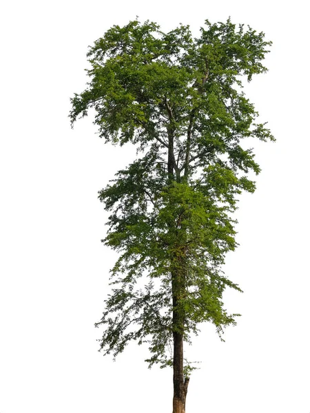 Isolato bellissimo albero verde — Foto Stock