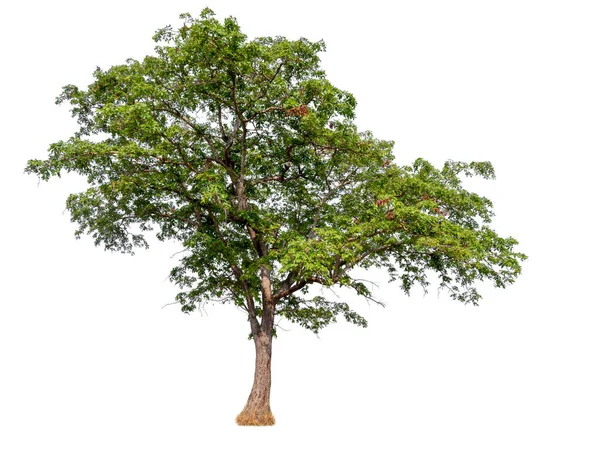 Izole güzel yeşil ağaç — Stok fotoğraf