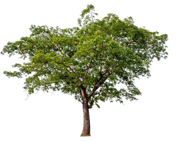 Isoliert schöner grüner Baum — Stockfoto