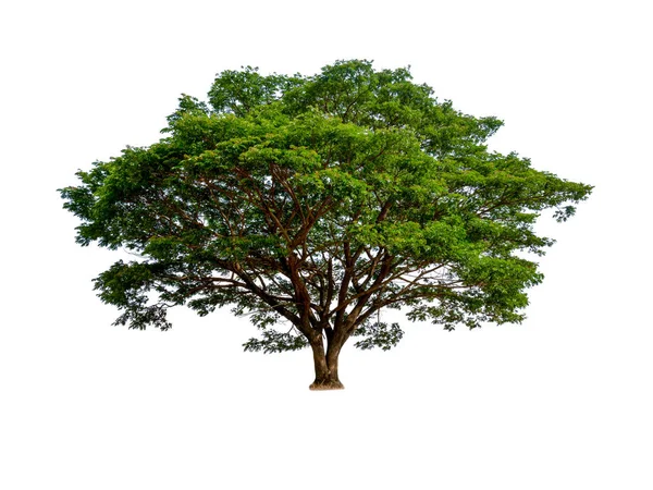 Izolované krásný Zelený strom — Stock fotografie