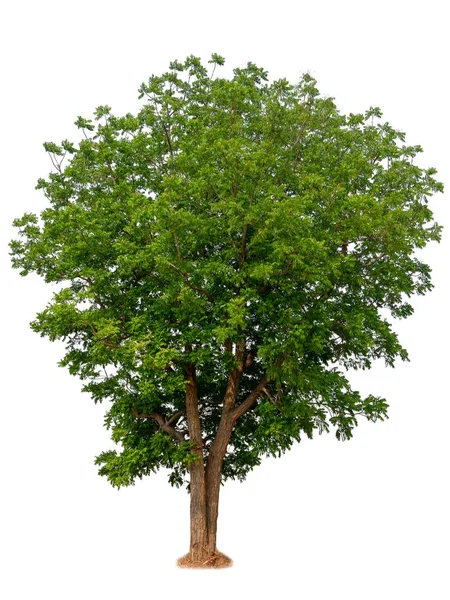 Ізольоване красиве зелене дерево — стокове фото