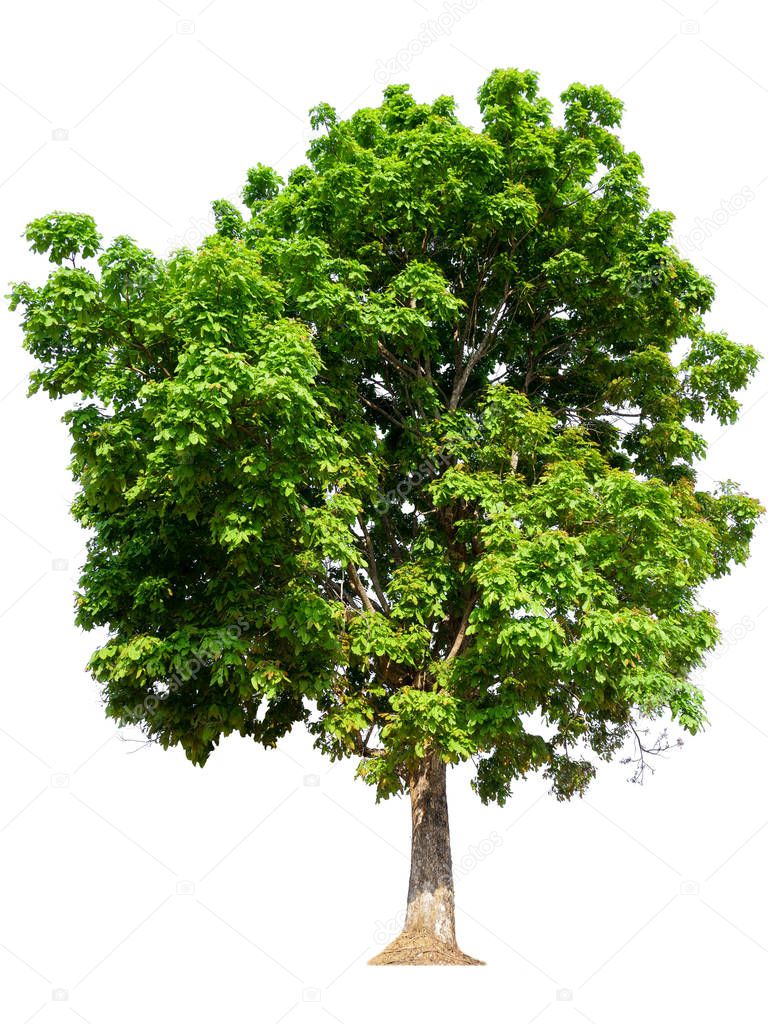 isolated beautiful green tree 