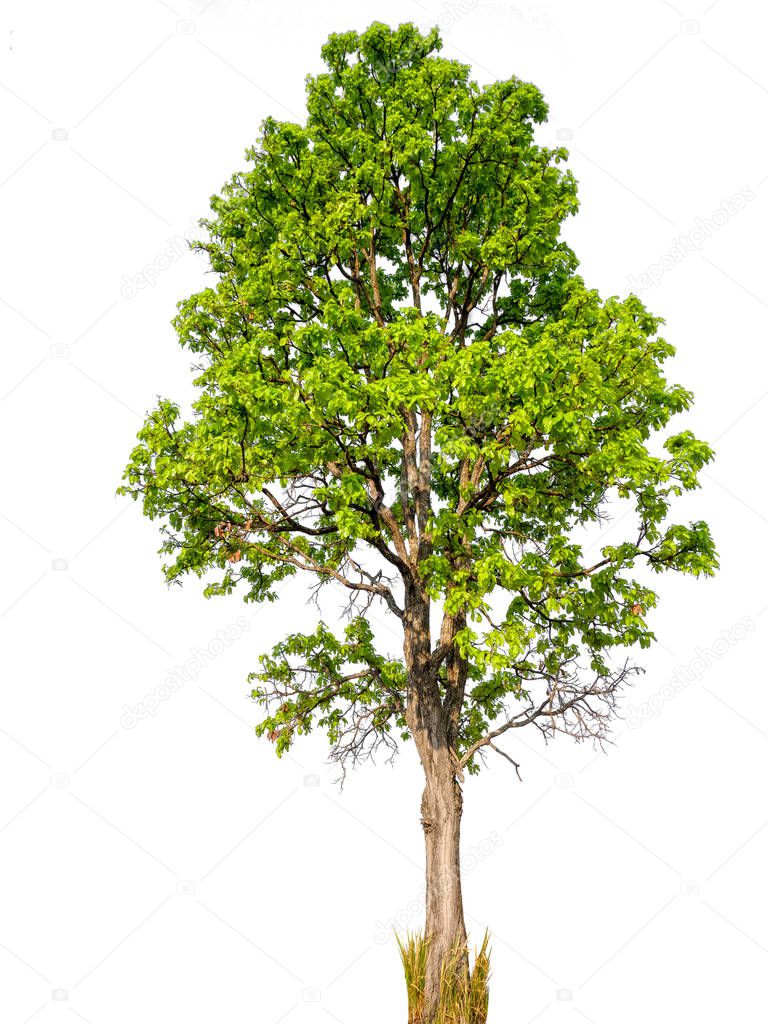 isolated beautiful green tree 