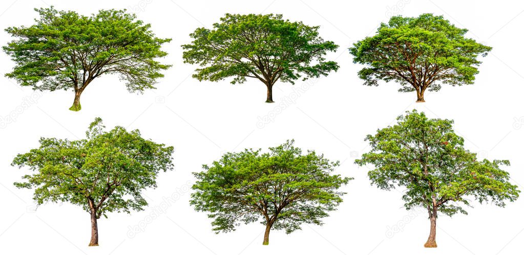 collection hight quality big green tree
